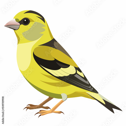 Vector Illustration of Carduelis Caniceps – Small Songbird with Striking Grey Head