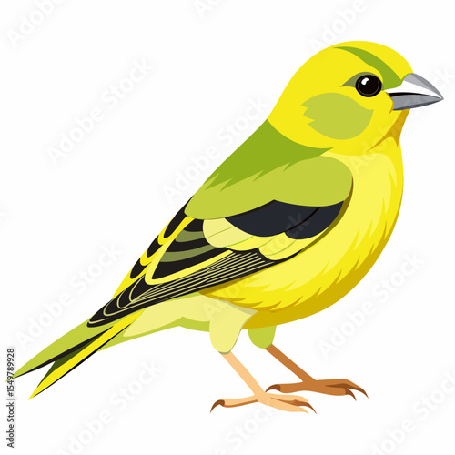 Grey-Crowned Goldfinch Vector Illustration – Asian Finch with Subtle Grey and Red Markings