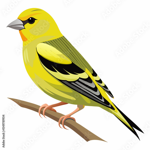 Carduelis Caniceps Vector Illustration – Side View of Grey-Crowned Goldfinch on Branch