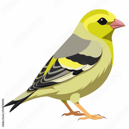 Grey Crowned Goldfinch Vector Illustration – Colorful Finch with Red Face and Grey Crown