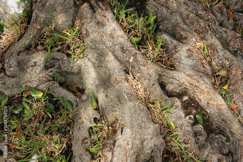 Raíces gruesa y vieja de árbol. Acercamiento..
