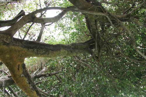 Ramas de árbol