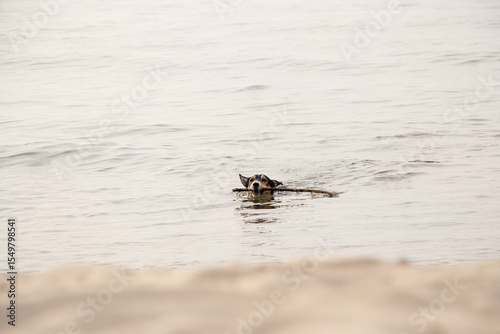 A small black dog with brown and white spots swims near the beach, carrying a stick in its mouth. A playful moment in the summer sea.