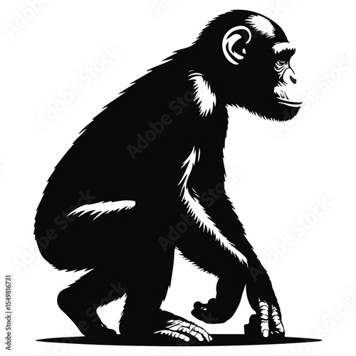 Vector drawing of a chimpanzee set silhouette and vector chimpanzee line art