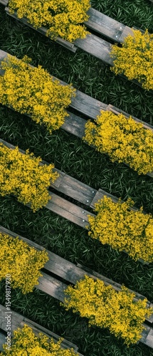 Vibrant Yellow Flowers on Wooden Planks with Green Background