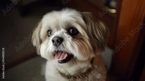 Adorable shih tzu joyously playing indoors with lively expressions