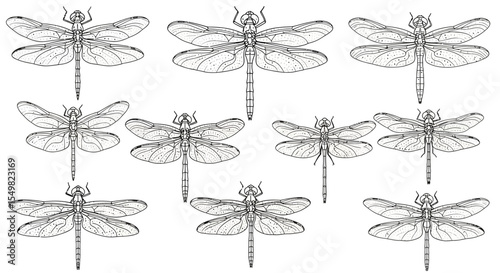 Dragonfly Line Art Pattern: Detailed Black and White Insect Illustrations on White Background
