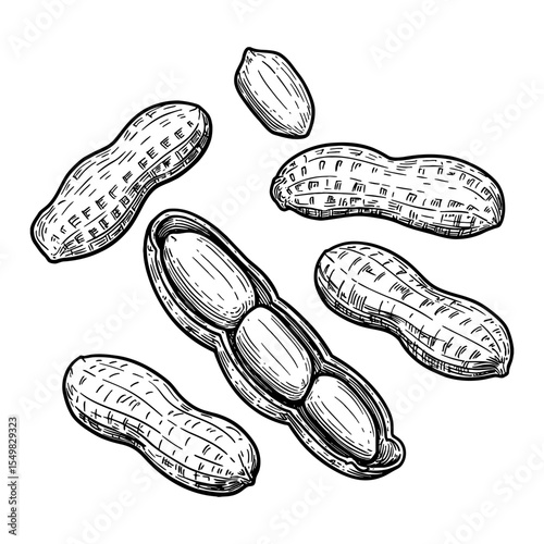 Group of Peanuts and Shelled Nut Falling or Floating Detailed Black and White Outline Line Art Drawing