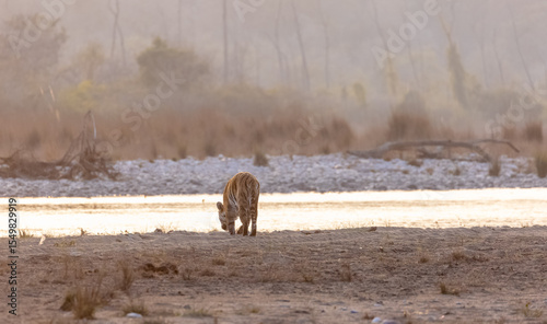 Wallpaper Mural Female tigress (Panthera tigris) near river at jim corbett forest. Torontodigital.ca