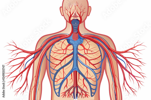 Detailed illustration of human circulatory system showcasing arteries and veins in a clear anatomical view