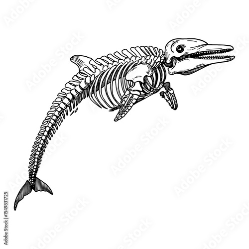 Detailed Dolphin Skeleton Anatomy Engraving Black and White Outline Line Art Drawing Marine Animal Biology