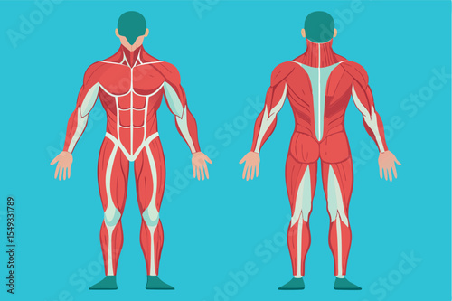 Muscle anatomy illustration highlighting human skeletal muscle structure from front and back views in a simple design