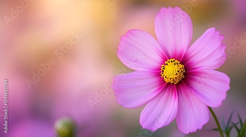 Close-up of a delicate pink cosmos flower with a vibrant yellow center, soft focus background