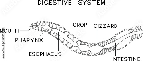 Coloring page with scheme of digestive system of earthworm for biology lesson