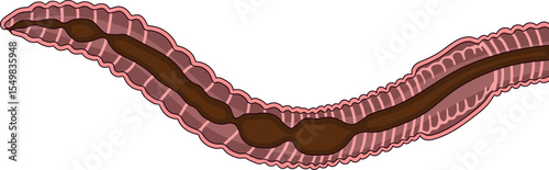 Scheme of digestive system of earthworm for biology lesson