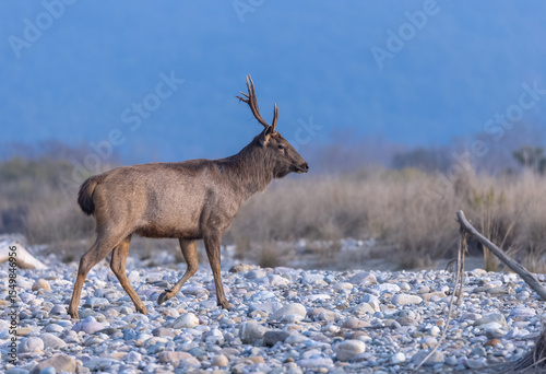 Sambar deer (Rusa unicolor) standing near river in the forest of Corbett National park.