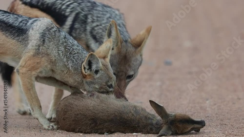 A pair of Black backed jackals hunting a duiker lamb.
