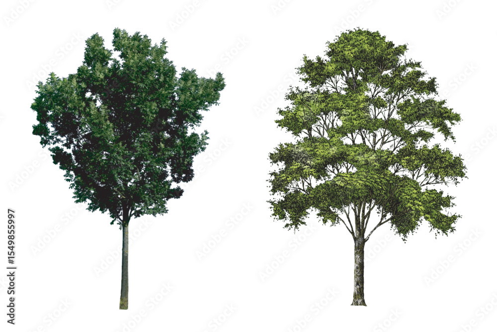 Obraz premium Green foliage tree isolated on white background