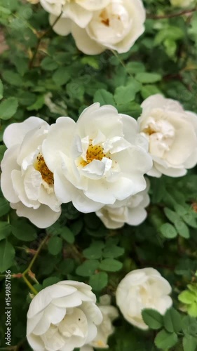 Large lush rose hip flowers or wild rose on a bush, white flowers close-up