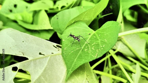 Black Ant on Green Leaf in Natural Garden Environment