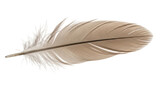 Isolated feather gray