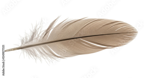 Isolated feather gray