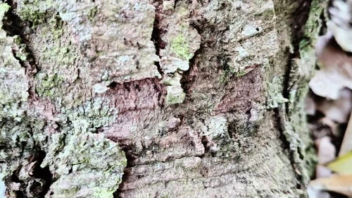 Tree Bark with Moss, Twisted Roots, and Black Ant