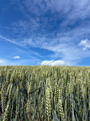 Crop of wheat in a field in June, United Kingdom
