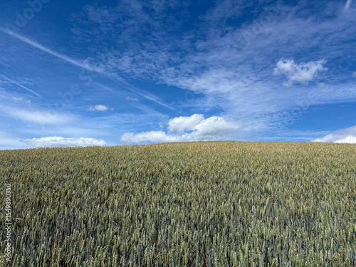 Crop of wheat in a field in June, United Kingdom