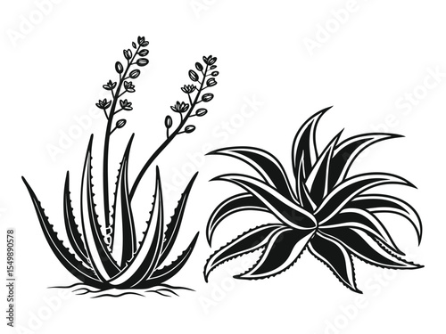 Aloe Vera Vector Silhouette, Agave plant vector, agave symbol. Aloe vera icon in liner stroke style