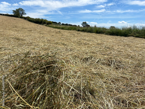 A hay meadow in June, North Yorkshire, England, United Kingdom
