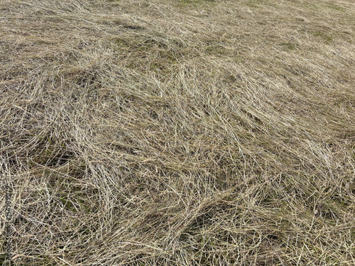 A hay meadow in June, North Yorkshire, England, United Kingdom