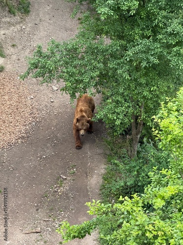 Bear walking among the trees