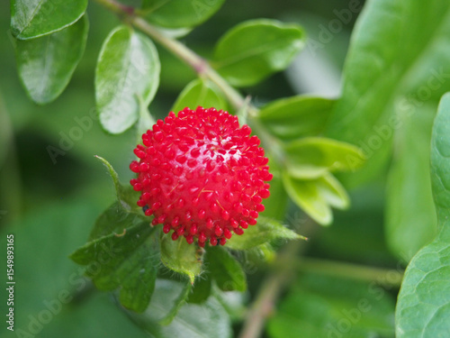 Macro of the fruit of a potentilla indica (potentilla indica (Andrews) th.Wolf) or mock strawberry, Indian strawberry or snakeberry. Bonn, Germany in June. 