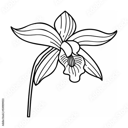 Black and White Line Drawing of an Orchid Flower line art