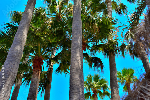 Fototapeta Naklejka Na Ścianę i Meble -  coconut palm trees