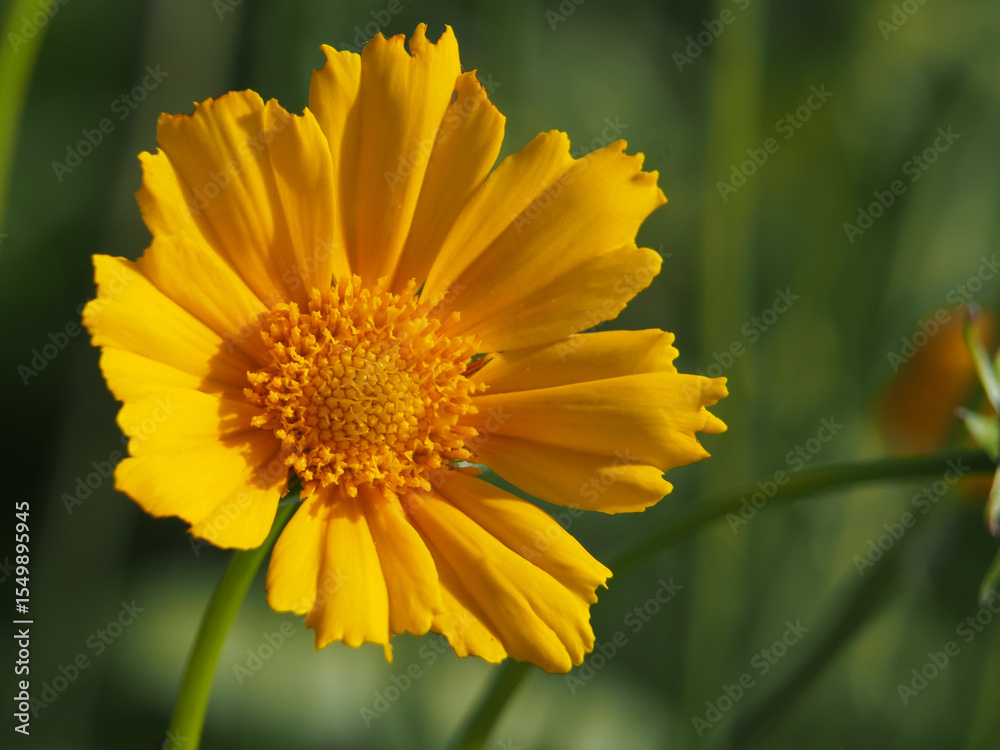 Obraz premium Close-up of the blossom of a coreopsis lanceolate L.