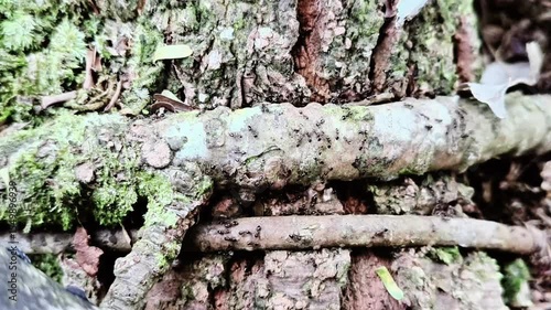 Tree Bark with Moss, Twisted Roots, and Black Ant