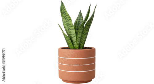 Fotografie Isolated Snake Plant in Pot