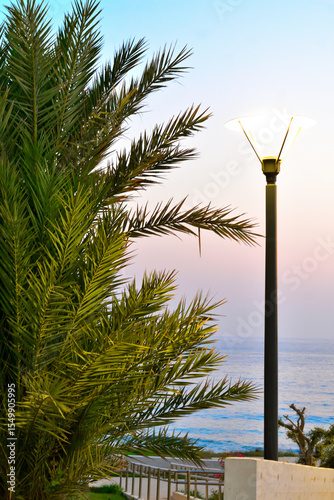 Fototapeta Naklejka Na Ścianę i Meble -  palm trees at the beach