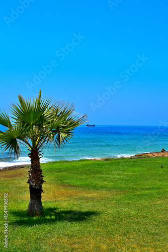 Fototapeta Naklejka Na Ścianę i Meble -  palm tree on the beach