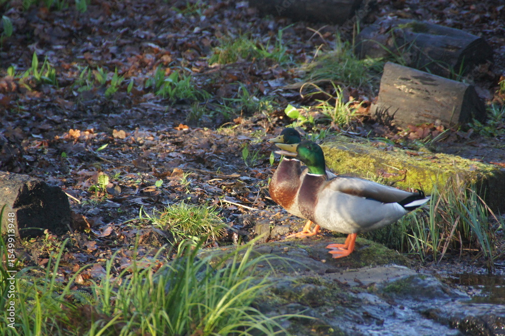 Fototapeta premium duck