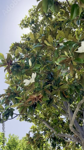 magnolia tree sways gently in the breeze as soft petals flutter and dance through the air sunlight filters through green leaves creating a calm dreamy scene full of grace and springtime beauty
