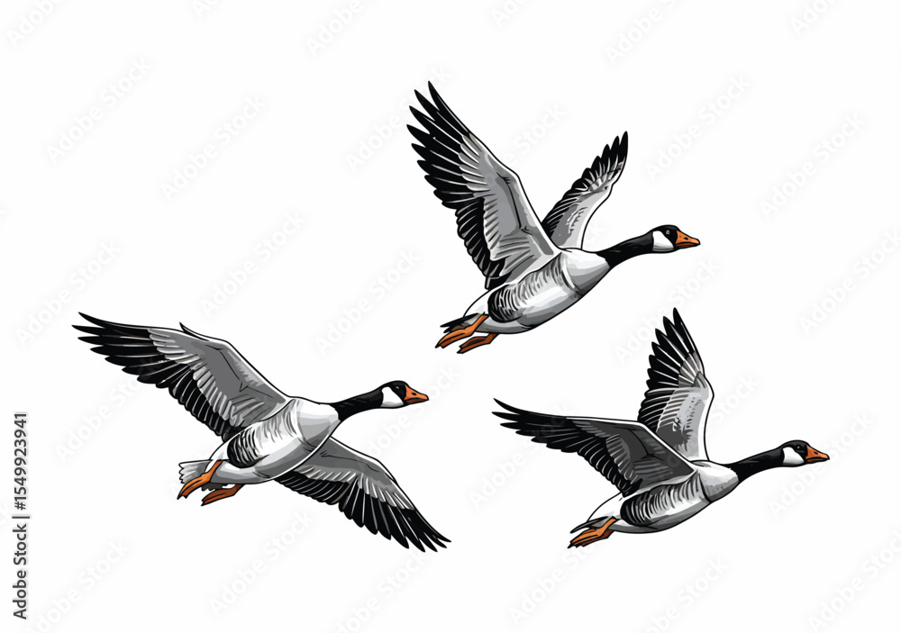 Obraz premium Three Geese in Flight A Detailed Vector Illustration