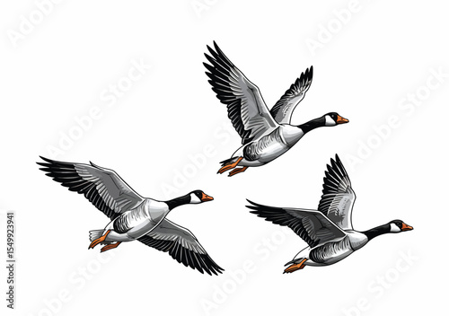 Three Geese in Flight A Detailed Vector Illustration