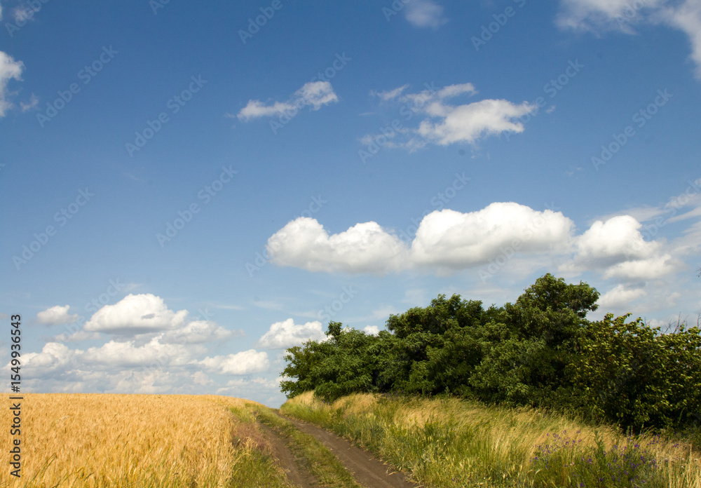 Fototapeta premium A dirt road with trees on either side of it