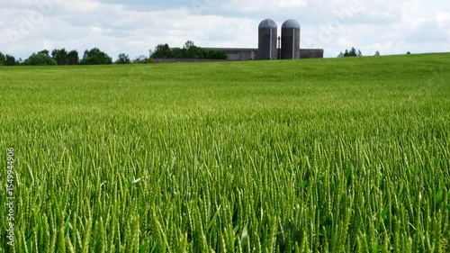 winter wheat field in summer day