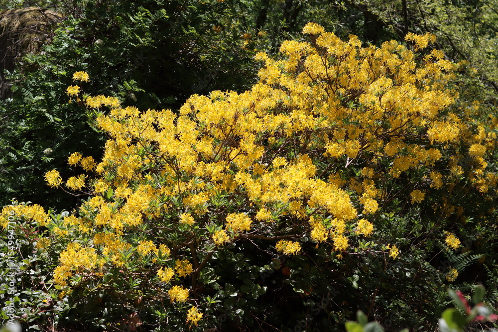 Obraz premium Bright yellow azalea or rhododendron luteum flowers