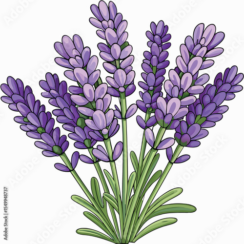 bouquet of lilac flowers vector