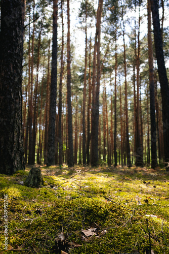 Wallpaper Mural  Lush Mossy Forest Understory with Pine Background and Copy Space Torontodigital.ca